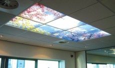 Rainbow Trees Light Fixture